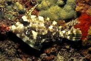 lo6873-fish-13d,8b,4xiu.tif