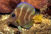 lo7167-fish-13d,8b,4xiu.tif