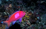lq11787-fish-13d,4xiu.tif