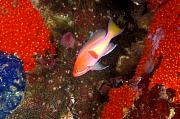 lv1190-fish-13d,8b,4xiuc.tif