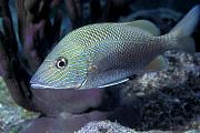 mc32-fish-13d,8b,4xiu.tif