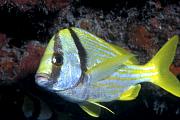 mc42-fish-13d,8b,4xiu.tif
