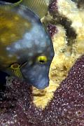 md267-fish-13d,8b,4xiuc.tif