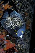 md347-fish-13d,8b,4xiuc.tif
