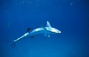 na144-fish-13d,8b,4xiu.tif