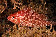 nd148-fish-13d,8b,4xiuc.tif