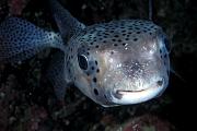 nd186-fish-13d,8b,4xiu.tif
