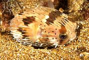 nd189-fish-13d,8b,4xiu.tif