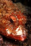 nd367-fish-13d,8b,4xiu.tif