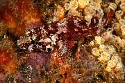 nd376-fish-13d,8b,4xiuc.tif