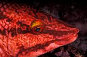 nd379-fish-13d,8b,4xiu.tif