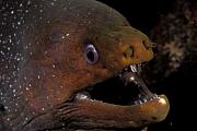 nd382-fish-13d,8b,4xiu.tif