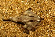 nd392-fish-13d,8b,4xiuc.tif