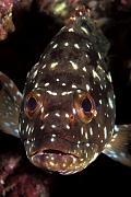 nd416-fish-13d,8b,4xiu.tif