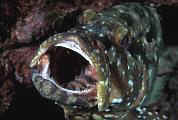 nd420-fish-13d,8b,4xiu.tif