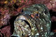 nd421-fish-13d,8b,4xiu.tif