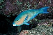 nd425-fish-13d,8b,4xiu.tif