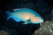 nd427-fish-13d,8b,4xiu.tif