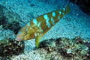 nd430-fish-13d,8b,4xiuc.tif