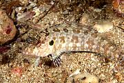 nd636-fish-13d,8b.4xiuc.tif