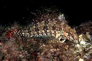 nd637-fish-13d,8b,4xiu.tif