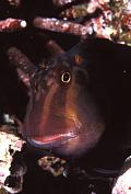 nd673-fish-13d,8b,4xiu.tif