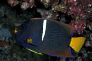 nd688-fish-13d,8b,4xiuc.tif