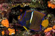 nd690-fish-13d,8b,4xiuc.tif