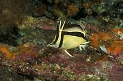 nd696-fish-13d,8b,4xiuc.tif