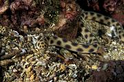 nd794-fish-13d,8b,4xiuc.tif
