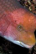nd797-fish-13d,8b,4xiuc.tif
