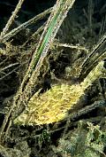 ne210-fish-13d,4xiu.tif
