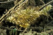 ne211-fish-13d,4xiu.tif