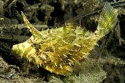 ne212-fish-13d,4xiu.tif