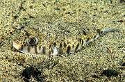 ne217-fish-13d,4xiuc.tif
