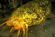 ne241-fish-13d,4xiu.tif