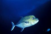 nf108-fish-13d,8b,4xiuc.tif