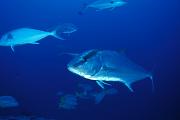 nf109-fish-13d,8b,4xiuc.tif