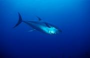 nf14-fish-13d,8b,16xiuc.tif
