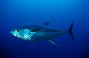 nf16-fish-13d,8b,16xiucm.tif