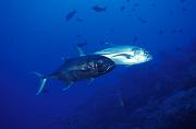 nf17-fish-13d,8b,16xiuc,.tif