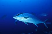 nf18-fish-13d,8b,4xiuc.tif