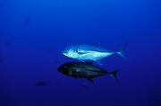nf63-fish-13d,8b,4xiuc.tif