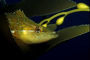 ng192-fish-13d,8b,4xiu.tif