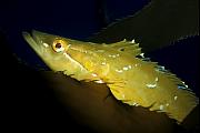 ng194-fish-13d,8b,4xiu.tif