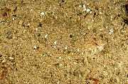 ng219-fish-13d,8b,4xiuc.tif