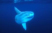 ng231-fish-13d8b,4xiuc,.tif