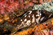 ng265-fish-13d,8b,4xiuc.tif