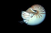 lq8295-moll-13d,4xiu.tif