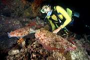 lv740-moll-13d,8b,4xiuc.tif